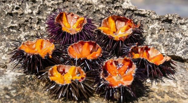 Addio ai ricci di mare fino al 2029: prorogato il fermo biologico