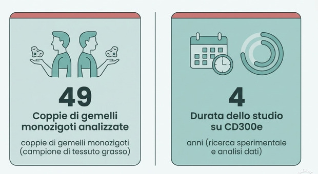 Proteina fa da "interruttore" naturale contro l'obestità, diabete e fegato grasso: svelato il recettore CD300e