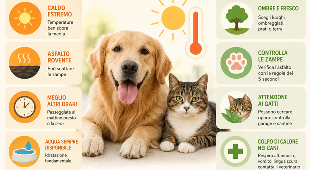 immagine Caldo estremo e asfalto a 60°, perché i cani rischiano le zampe bruciate e i gatti spariscono