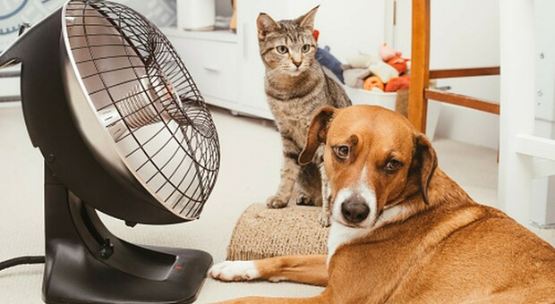 immagine Colpi di calore, come difendere cani e gatti dall'afa estiva