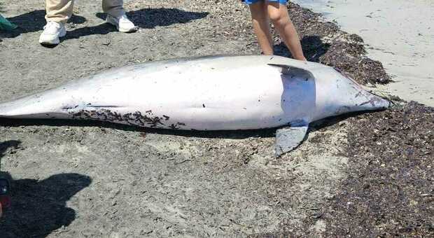 Salento, delfino trovato morto sulla spiaggia: le segnalazioni dei bagnanti e il giallo sull'accaduto
