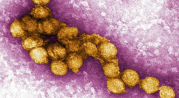 https://statics.cedscdn.it/photos/MED/2026/07/10/9644016_10211247_west_nile_virus_image.jpg
