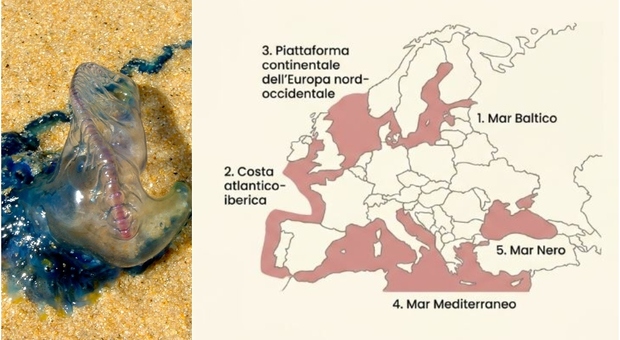 Record Heatwave Drives Spread of Alien Species and Pathogens in Mediterranean