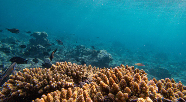 Italy's Underwater Economy Generates €3.5 Billion, New Report Shows