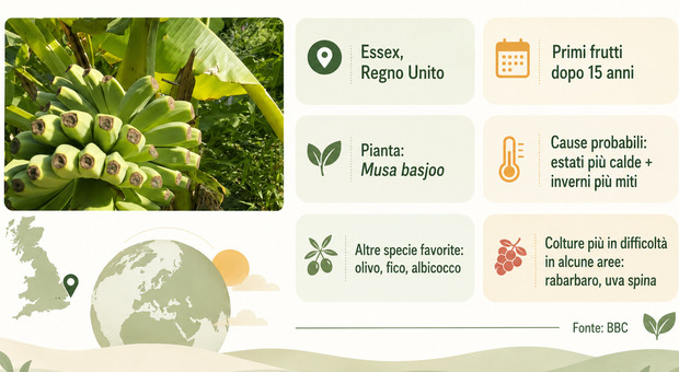 Banana Plant Grows in English Garden Amid Extreme Heat