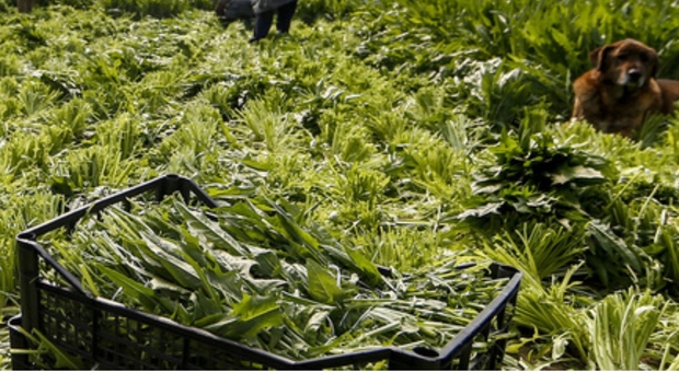 Pochi spicci per 14 ore di lavoro (senza riposo, malattia né pausa): arrestati due imprenditori Pochi spicci per 14 ore di lavoro (senza riposo, malattia né pausa): arrestati due imprenditori