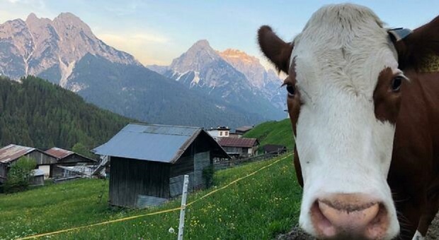 https://statics.cedscdn.it/photos/MED/2026/07/29/9679092_29095909_mucca_pensionato.jpg