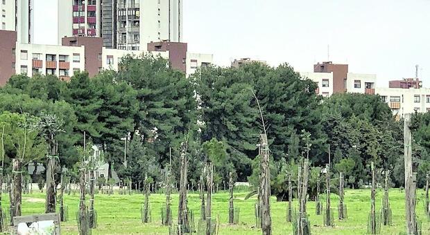 Cintura verde a Taranto: gare d?appalto per la green belt