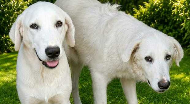 Vanda e Ciro, cagnolini fratelli con la stessa malformazione alle zampe: scatta la raccolta fondi per finanziare gli interventi chirurgici