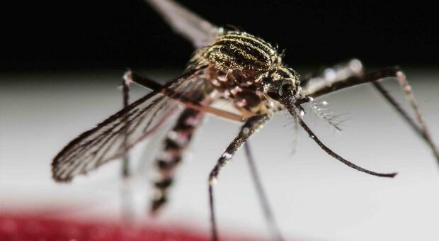 Febbre spaccaossa, 48enne corre al pronto soccorso: infettato dalle zanzare con il virus Dengue. È il primo caso in provincia nel 2026