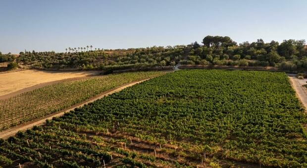 Da idraulico alle vigne, la storia delle cantine Fiore: oggi è tra le migliori d'Europa
