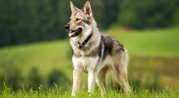 Cane lupo (randagio) in un parco: aggredite due bimbe, una è in ospedale