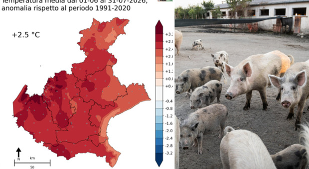 Caldo, &egrave; una delle estati pi&ugrave; torride in Veneto dal 1991: in Pianura Padana scatta l'emergenza inquinamento (anche) per gli allevamenti intensivi. Le previsioni