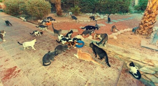 Scontro in Comune a Taranto sulla gestione delle colonie feline: richieste dimissioni per l?assessora all?Ambiente