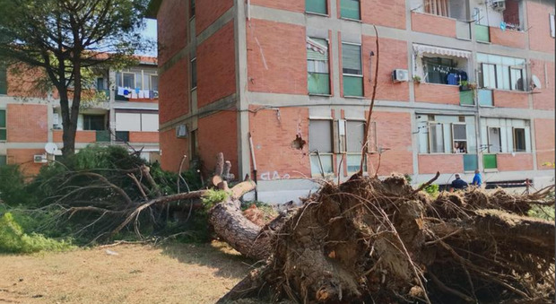  Pino cade su palazzina, paura e danni 