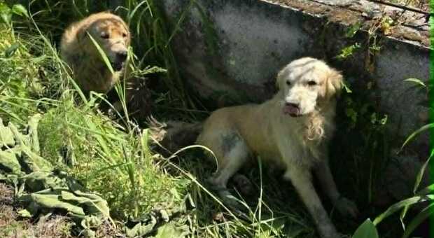  Cani scaricati e abbandonati in un fossato vicino all'autostrada, salvati da due agricoltori 
