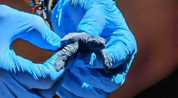  Caretta-Caretta, meno nidi. A Castel Volturno e in Cilento le ?nursery? delle tartarughe 