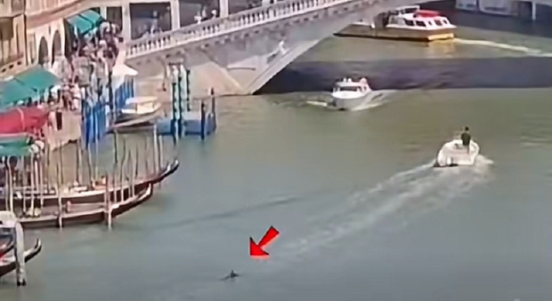 Delfino in Canal Grande, il sindaco Venturini lancia l'appello: &laquo;Massima attenzione per tutelare l'incolumit&agrave;&raquo;