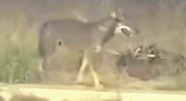 Allerta lupi, nuovo avvistamento dopo l'aggressione a una bimba. L'ordinanza del sindaco: «Cautela»