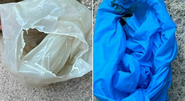  «Ora passano in netturbini, tanto sta morendo»: ragazza apre sacchetto dei rifiuti e trova gatto ancora vivo 