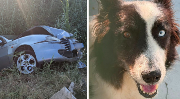 https://statics.cedscdn.it/photos/MED/2026/08/16/9709851_16093403_sbanda_si_schianta_palo_luce_border_collie_affidato_rifugio_chioggia.jpg