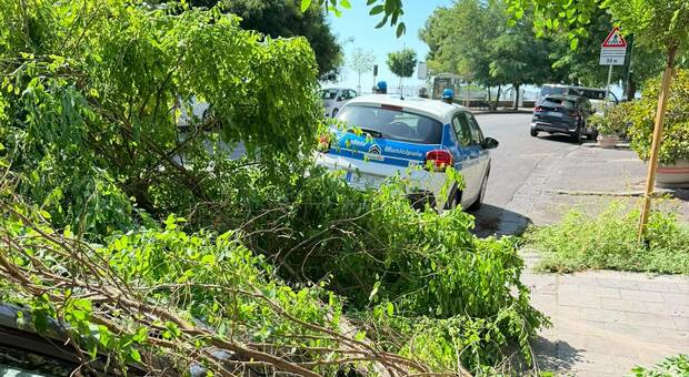  Maltempo, albero abbattuto dal vento finisce sulle auto: strade allagate e disagi 
