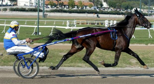 Varenne è morto, il più grande cavallo trottatore di tutti sempre: aveva 31 anni