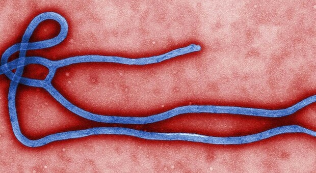 Ebola, un caso sospetto in Trentino: in isolamento un uomo rientrato dal Congo. Si attendono le analisi biologiche