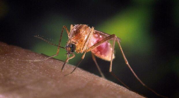  West Nile, il bollettino dell'Iss: 432 casi confermati e 17 decessi in Italia 