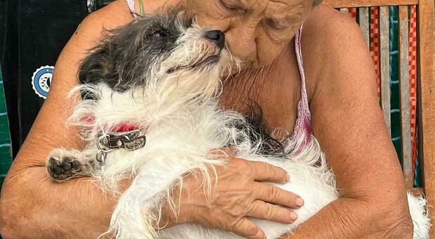  Canili a rischio sgombero: «Più vicina la soluzione» 