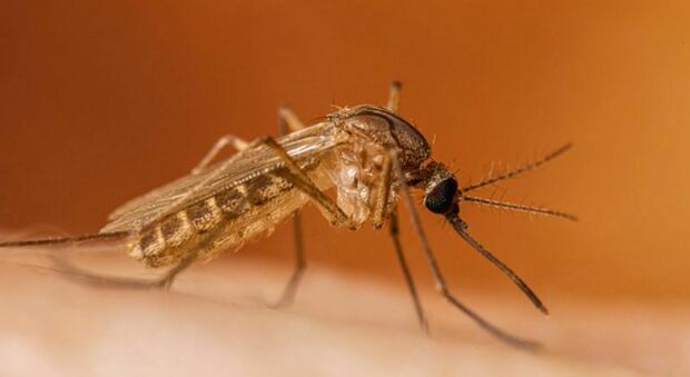 West Nile nell&rsquo;Agro Aversano, donna trasferita in terapia intensiva