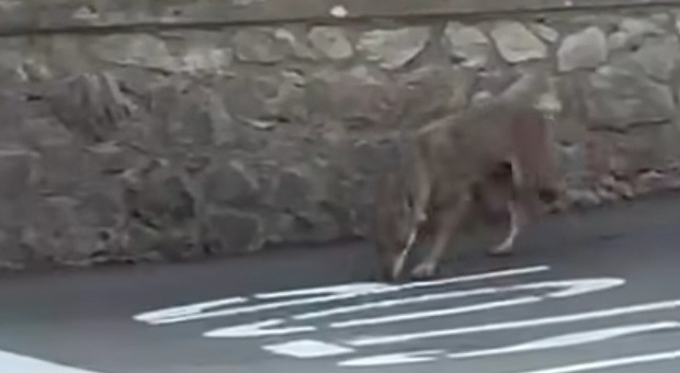 Ancona, coppia di lupi avvistata a Varano: camminano vicino ai cassonetti e poi spariscono nei campi