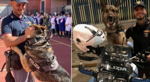 Lutto per la polizia di Napoli: morto il cane poliziotto Cash, pastore tedesco dell'unit&agrave; cinofila