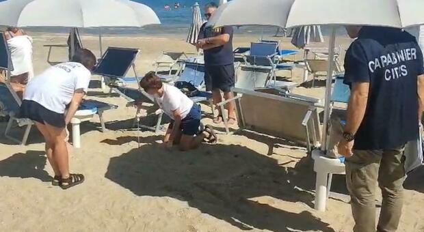 Strage di tartarughine a Senigallia: nove piccole investite dalle auto, altre emergono dal nido e vengono salvate Strage di tartarughine a Senigallia: nove piccole investite dalle auto, altre emergono dal nido e vengono salvate