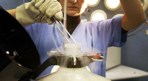  Embrione ?sbagliato?: nella cartella clinica le possibili negligenze 