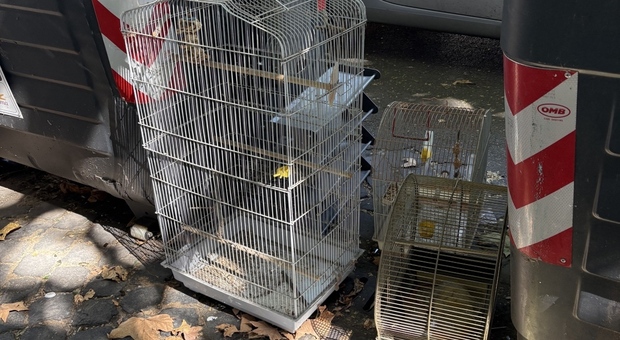 Gabbie per animali abbandonate in strada all?Esquilino, tra degrado e paura di possibili contaminazioni