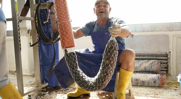  Cozze, crolla il mercato : «Il mare è troppo caldo» 
