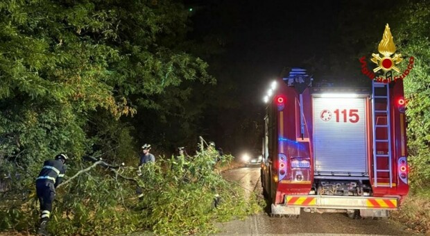 Un intervento dei vigili del fuoco per rami in strada a Senigallia Un intervento dei vigili del fuoco per rami in strada a Senigallia