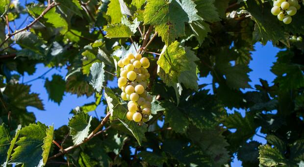 Falanghina e Piedirosso uve dalle radici antiche che raccontano il futuro