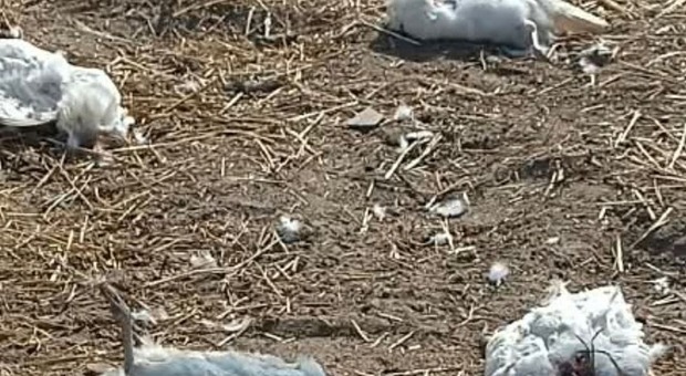 Intimidazione a Sannicandro: sgozzate 90 galline nella casa al mare