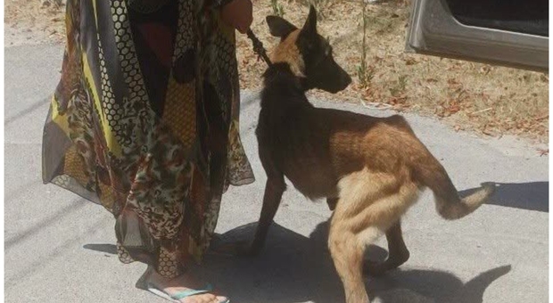 Salento, cane lasciato morire di fame e sete in giardino: salvato dagli agenti