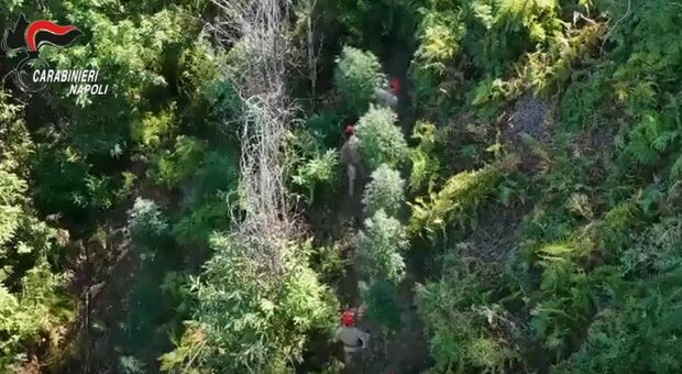  Monti Lattari, pistole e droga tra la vegetazione e non solo: scattano i sequestri 