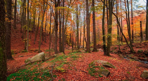 https://statics.cedscdn.it/photos/MED/2026/09/23/9780546_23080057_seaq68_nature_6816877_1920.jpg