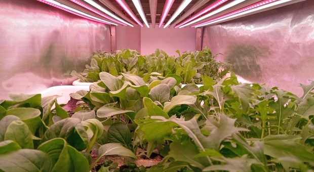 Pi&ugrave; luce agli ortaggi aumenta la vitamina B9: la scoperta del Cnr