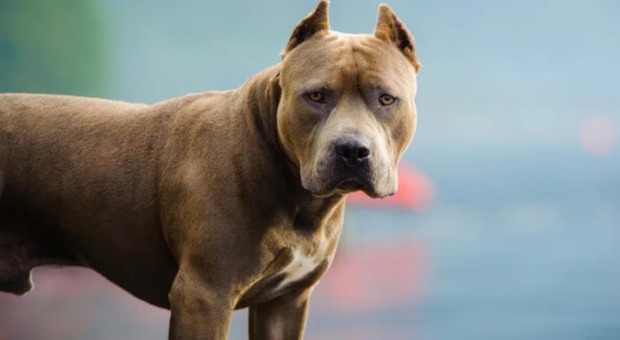  Pitbull aggredisce yorkshire in braccio a padrona, per il cagnolino arriva l'eutanasia 