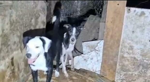  Lager nel vecchio casale a Eboli, 38 cani tra gli escrementi: sequestri e due denunce
 
 
