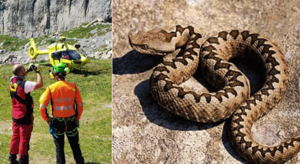 Morsa da una vipera mentre passeggia vicino al rifugio: 53enne finisce all'ospedale