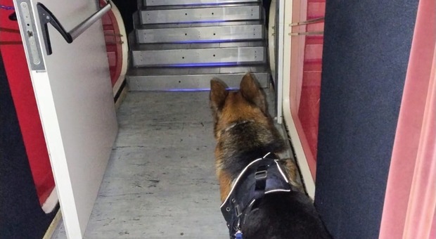 Gallipoli, al cinema c'è Odino: è il cane di “Heart of the Beast”. E chi ha amici a quattro zampe paga di meno (basta una foto)