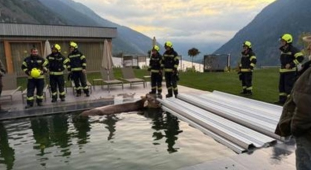 «Una mucca si è persa per strada ed è caduta in una piscina di un hotel benessere. Ecco come l'abbiamo trovata»