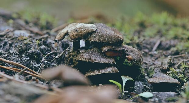 Precipita in un dirupo mentre cerca funghi con il marito: muore 66enne
